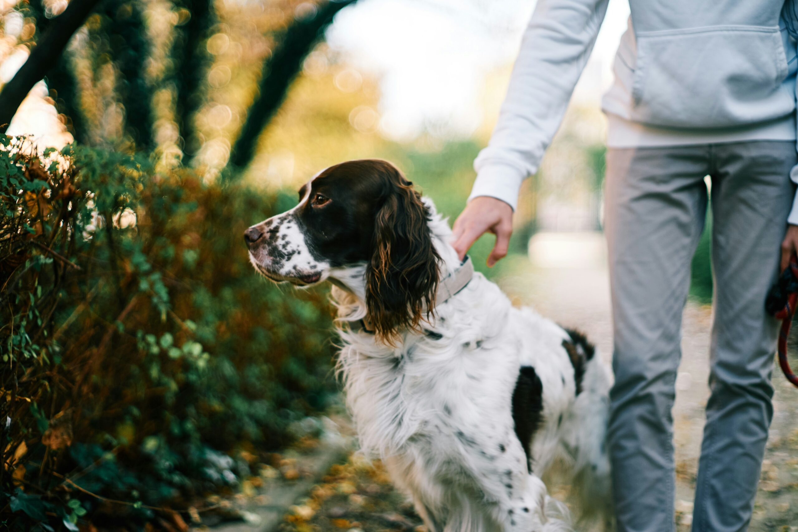 Training Tips for New Pet Owners: Effective Training Techniques for New Pet Parents