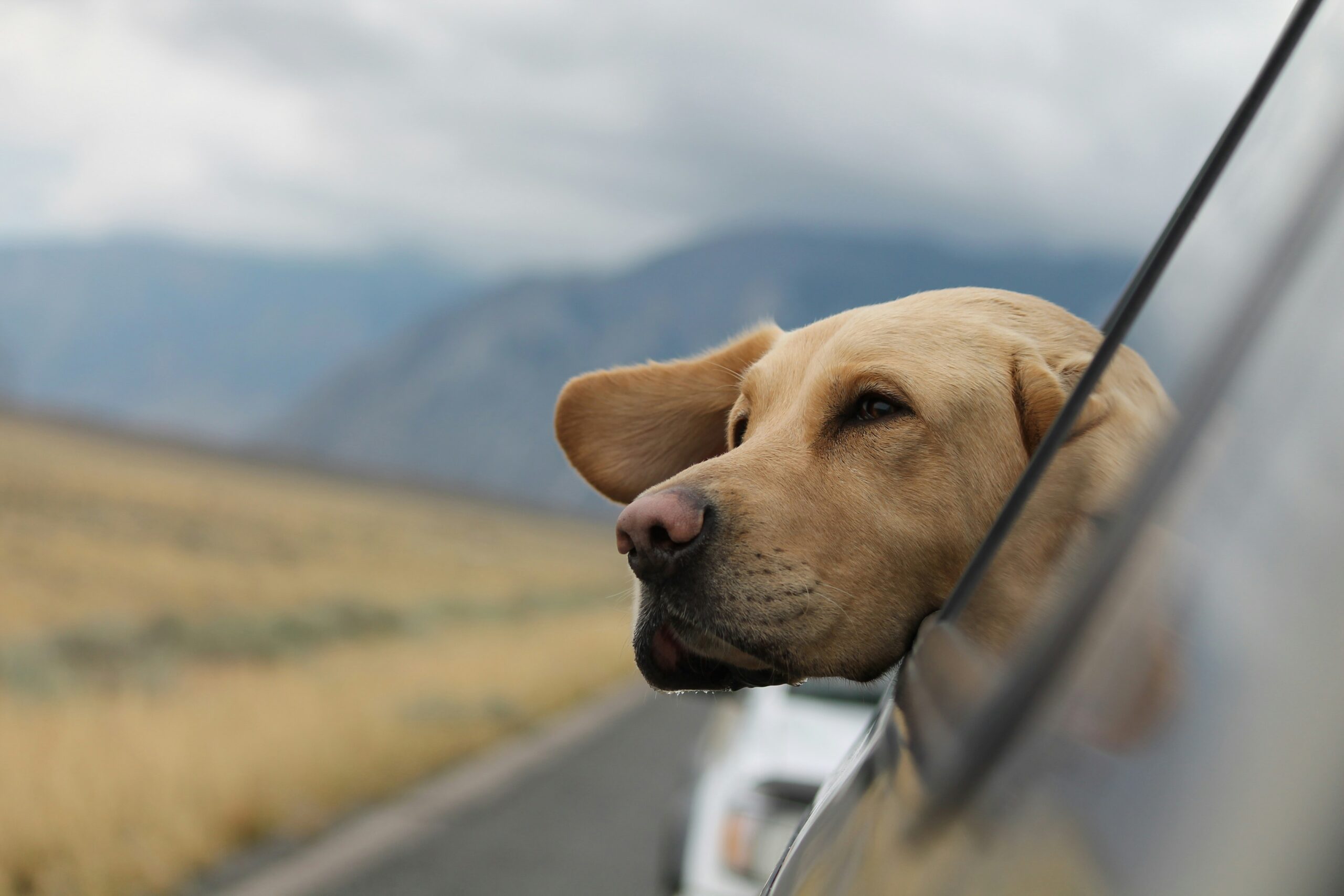 Traveling with Pets: Tips for a Smooth Journey: