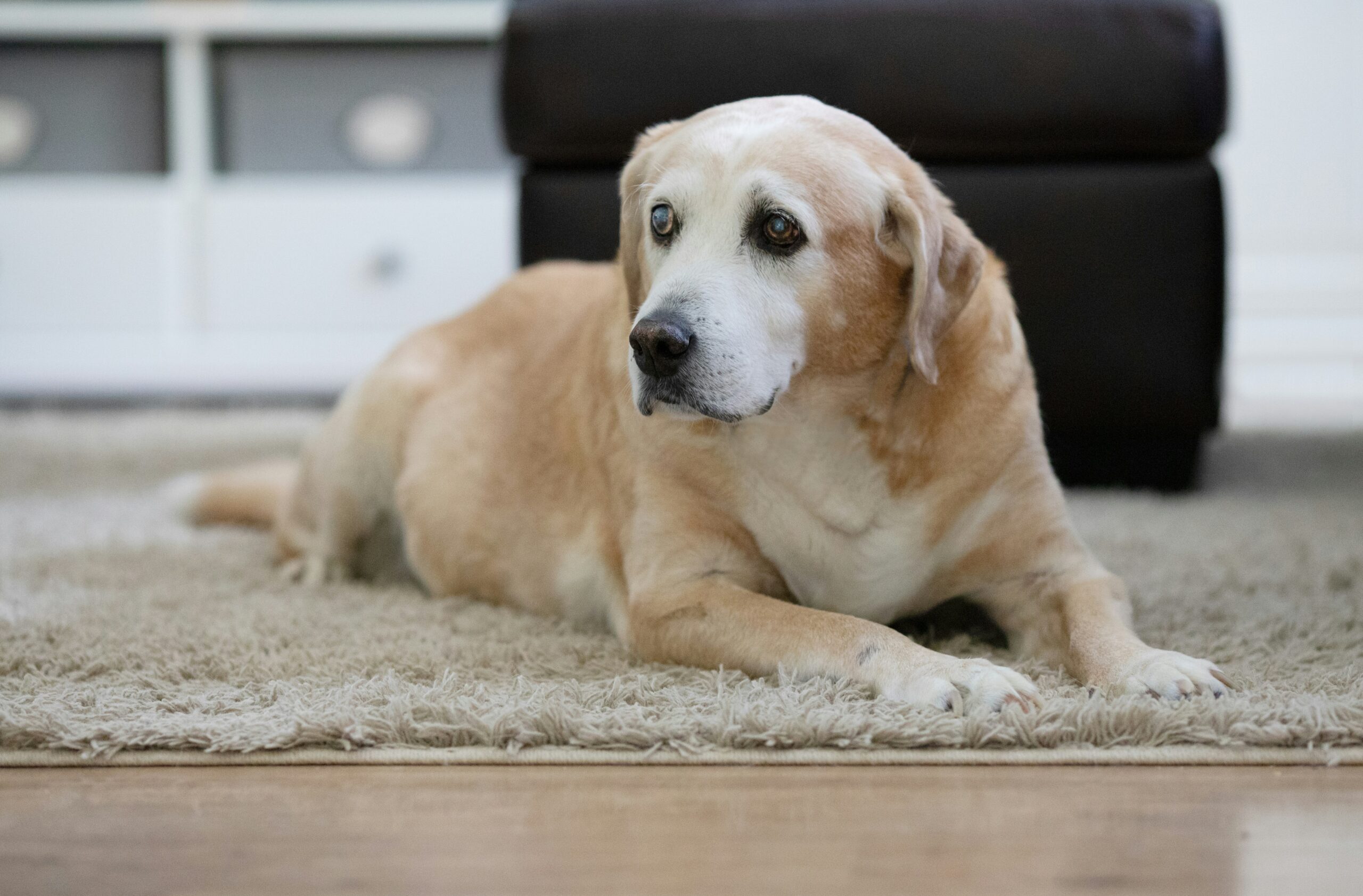 How to Create a Pet-Friendly Home: Tips for Making Your Home Safe and Comfortable for Your Pets